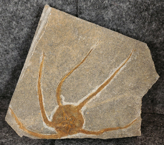 5.19" Fossil Brittle Star – Jurassic Marine Fossil from Morocco (5.5" Matrix) - Fossil Driven