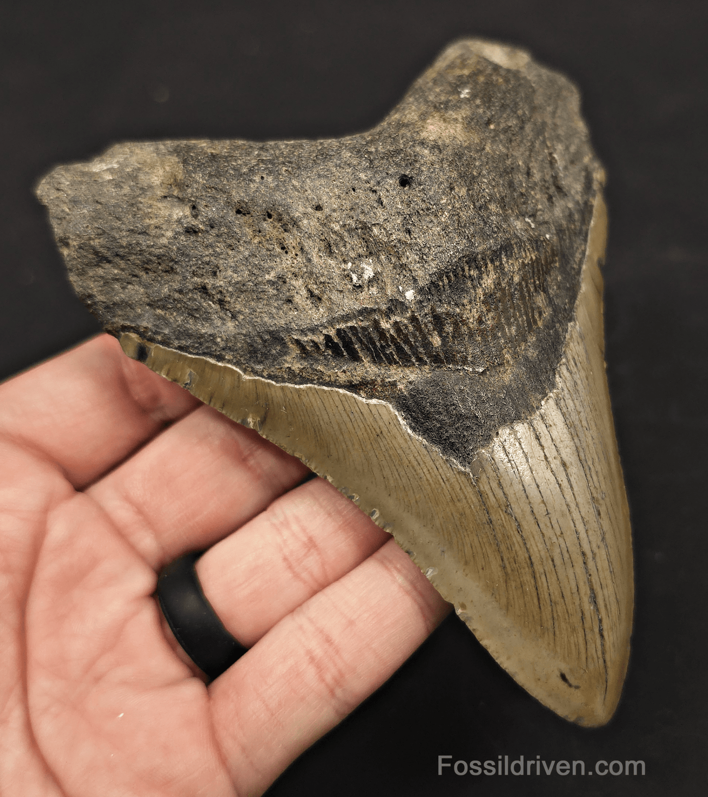 5.19" Fossil Megalodon Tooth - North Carolina | Fossil Driven - Fossil Driven