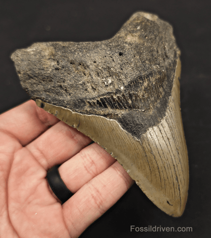 5.19" Fossil Megalodon Tooth - North Carolina | Fossil Driven - Fossil Driven