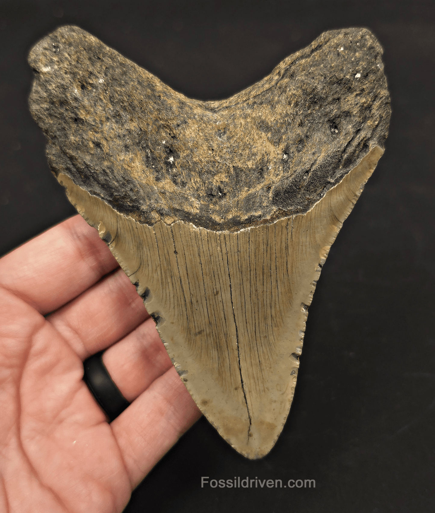 5.19" Fossil Megalodon Tooth - North Carolina | Fossil Driven - Fossil Driven
