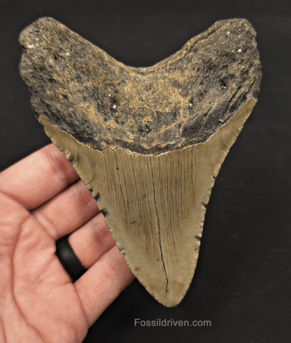 5.19" Fossil Megalodon Tooth - North Carolina | Fossil Driven - Fossil Driven