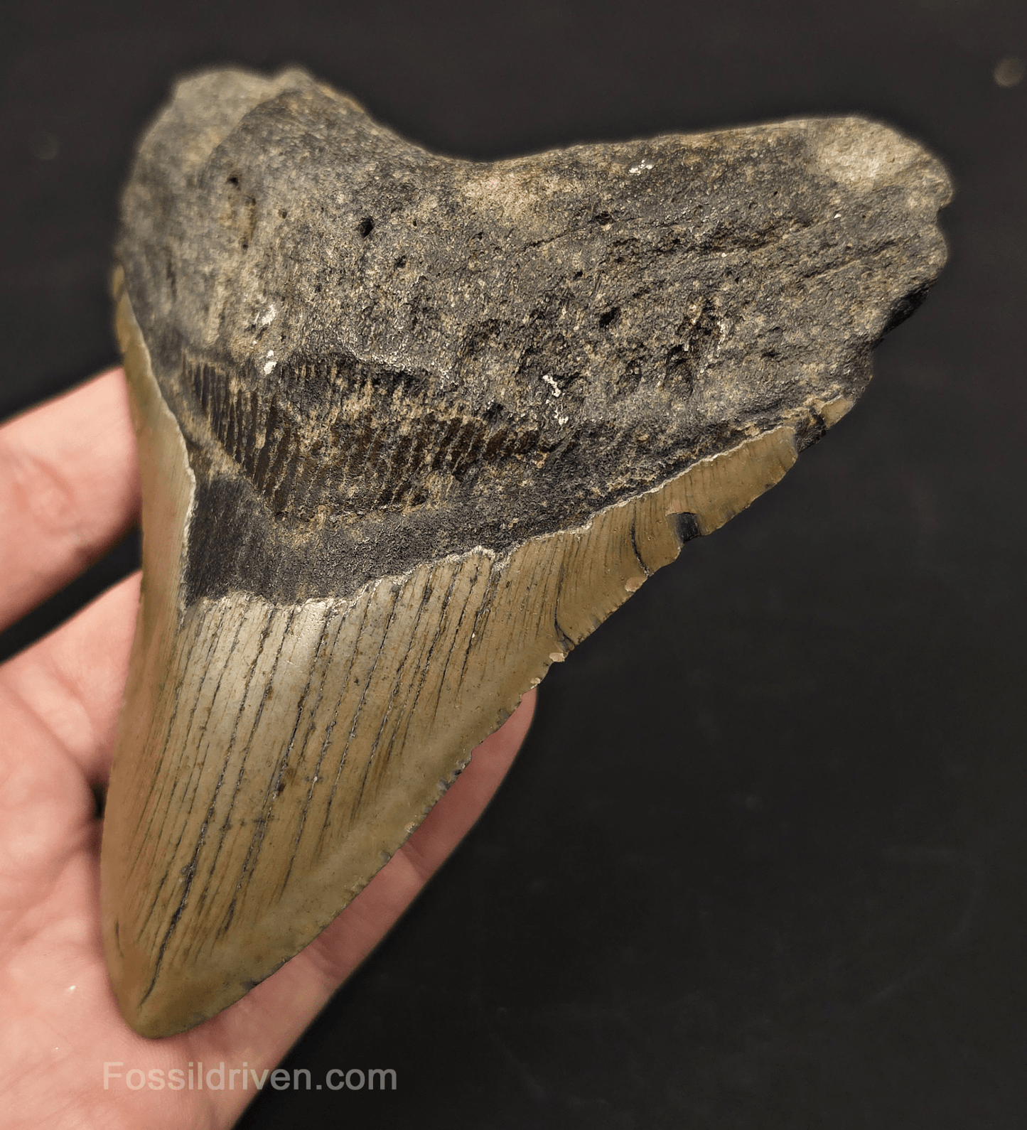 5.19" Fossil Megalodon Tooth - North Carolina | Fossil Driven - Fossil Driven