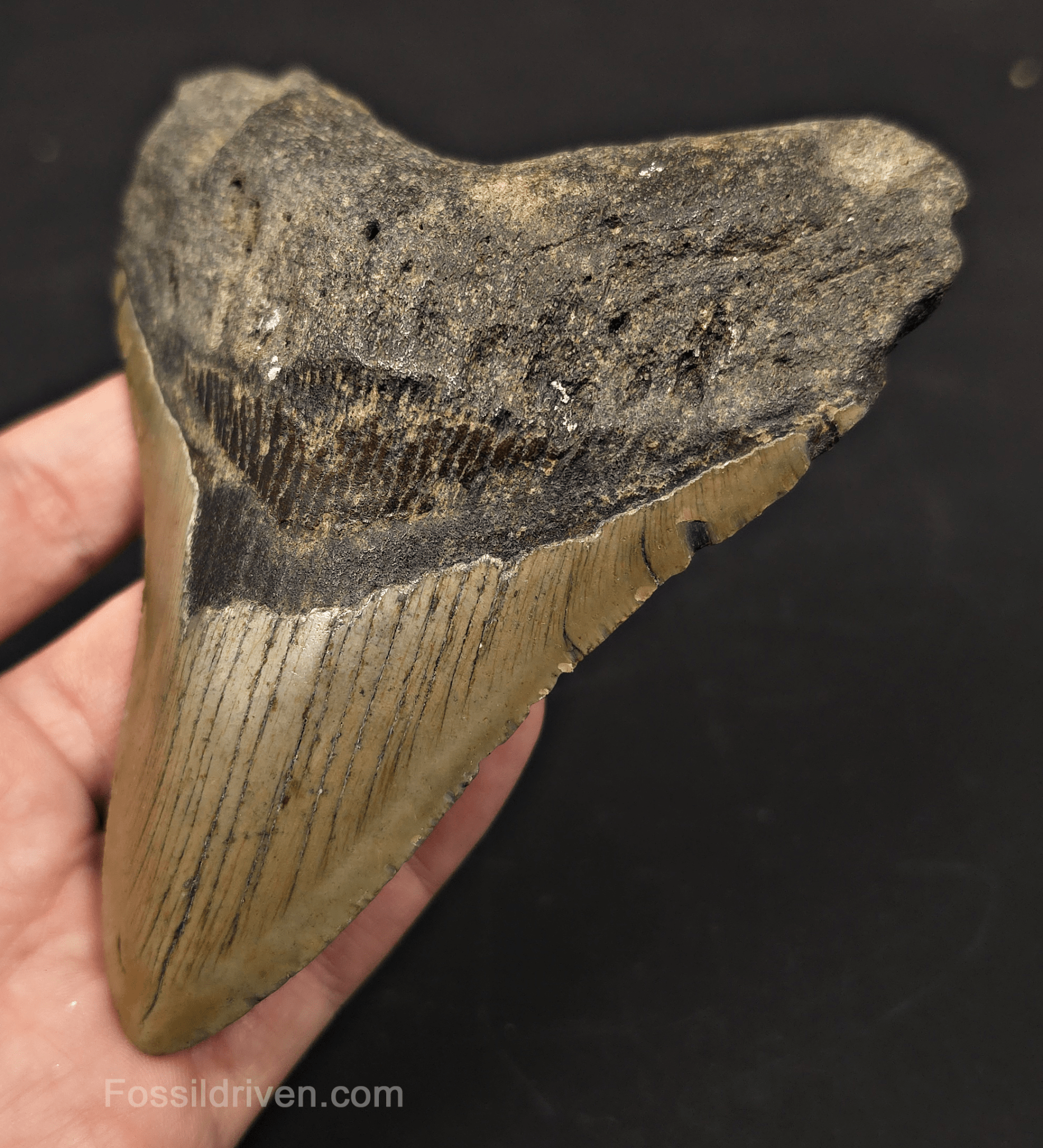 5.19" Fossil Megalodon Tooth - North Carolina | Fossil Driven - Fossil Driven