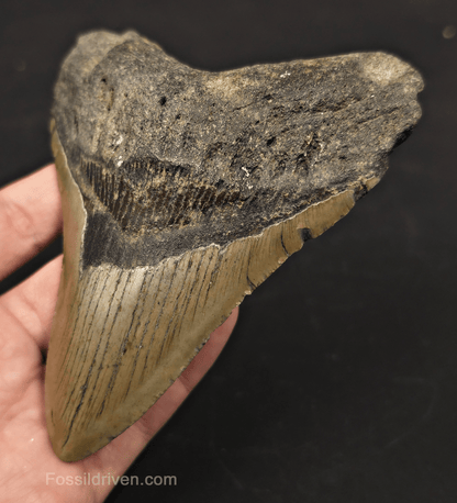 5.19" Fossil Megalodon Tooth - North Carolina | Fossil Driven - Fossil Driven