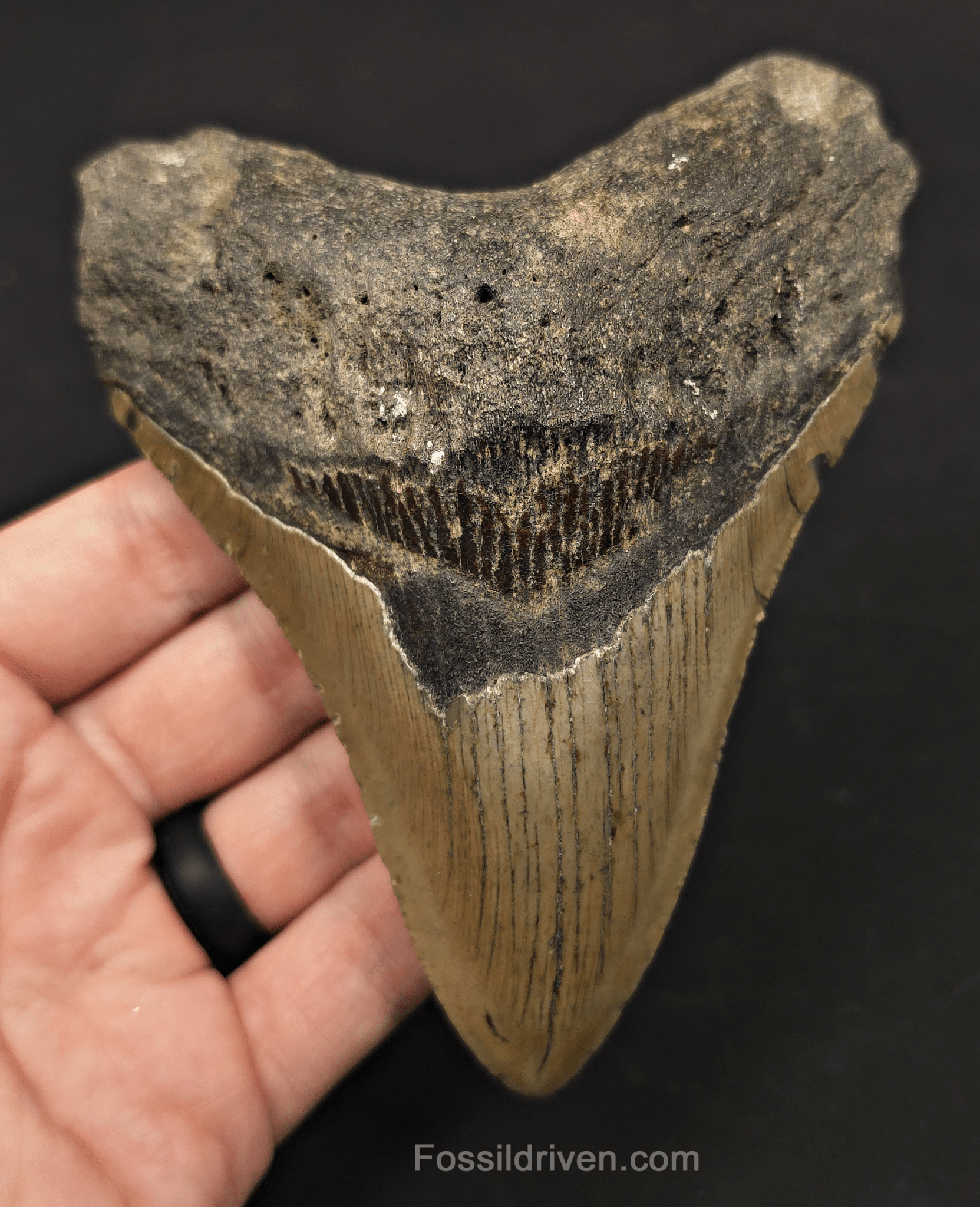 5.19" Fossil Megalodon Tooth - North Carolina | Fossil Driven - Fossil Driven