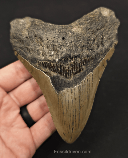 5.19" Fossil Megalodon Tooth - North Carolina | Fossil Driven - Fossil Driven