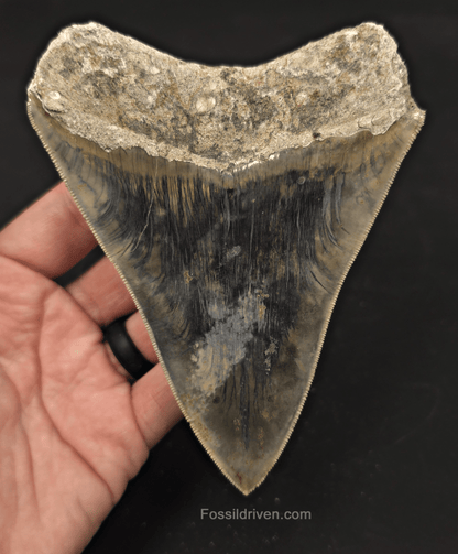 5.19" Sharply Serrated Fossil Megalodon Tooth - Java, Indonesia - Fossil Driven