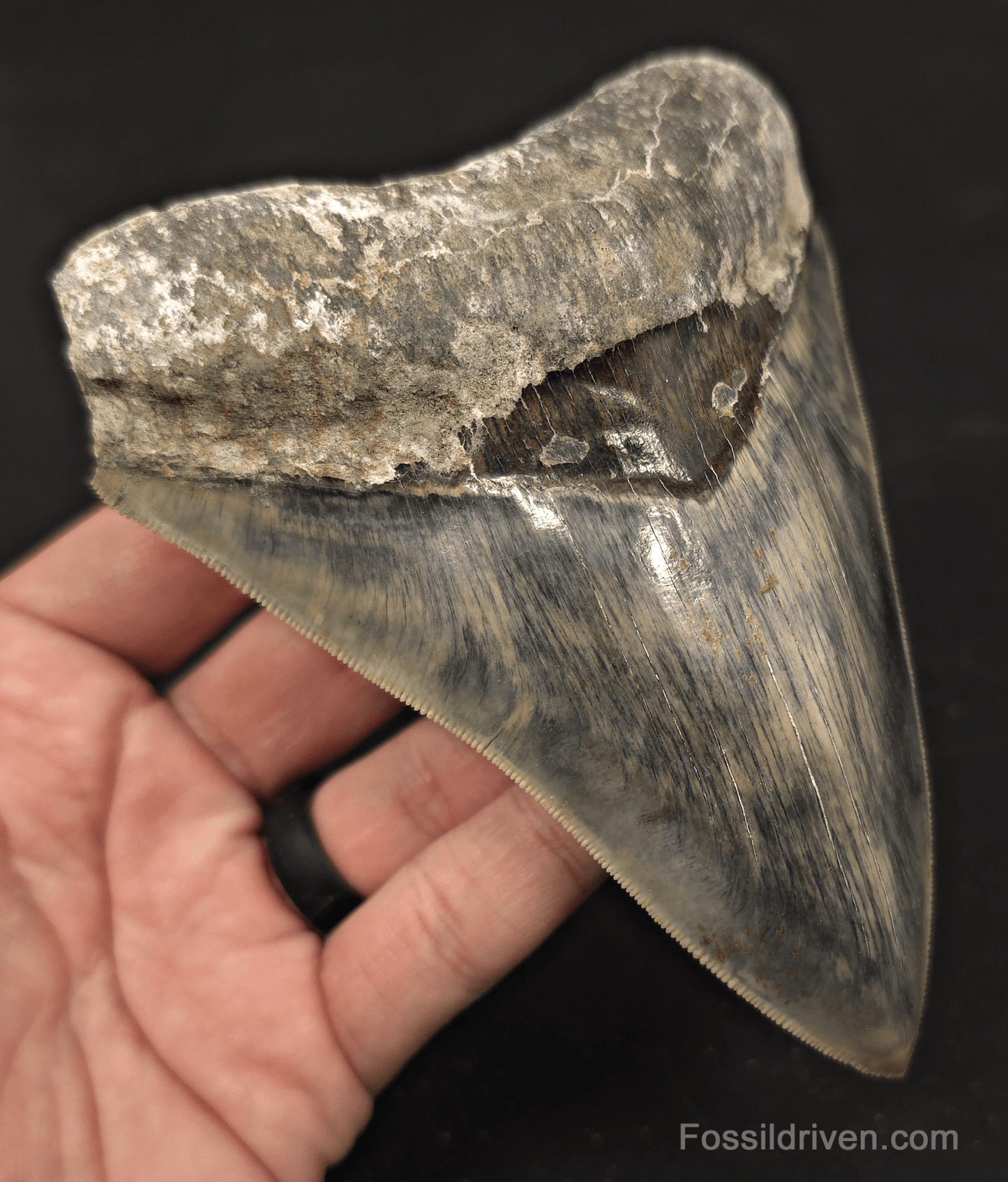 5.19" Sharply Serrated Fossil Megalodon Tooth - Java, Indonesia - Fossil Driven