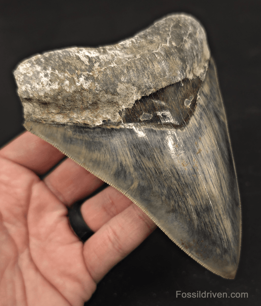 5.19" Sharply Serrated Fossil Megalodon Tooth - Java, Indonesia - Fossil Driven