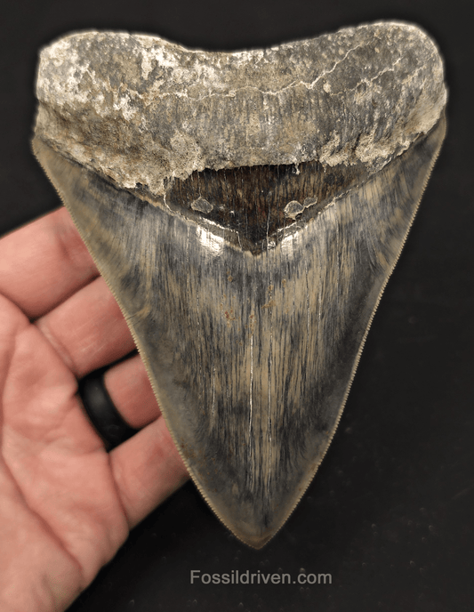 5.19" Sharply Serrated Fossil Megalodon Tooth - Java, Indonesia - Fossil Driven