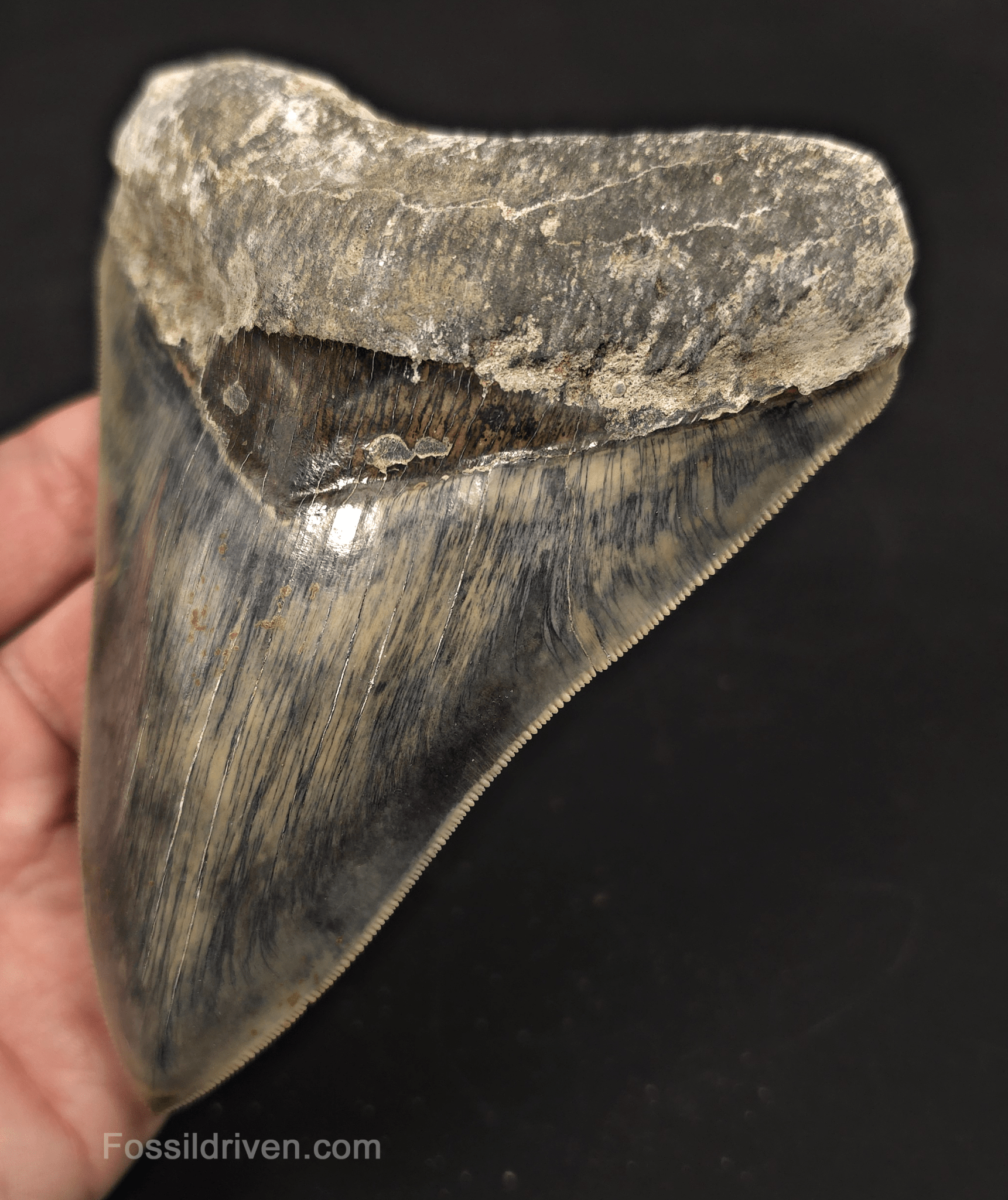 5.19" Sharply Serrated Fossil Megalodon Tooth - Java, Indonesia - Fossil Driven