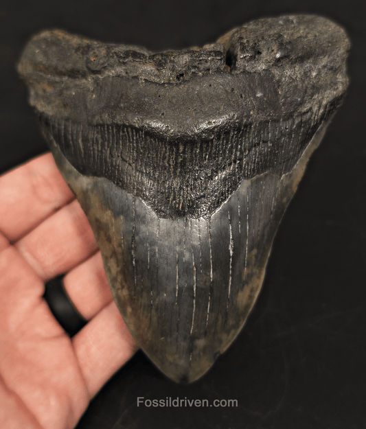 5.19" South Carolina Megalodon Tooth - Complete Specimen - Authentic Fossil Shark Tooth - Fossil Driven