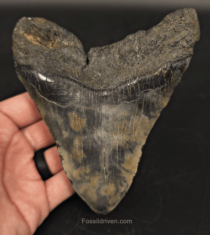 5.19" South Carolina Megalodon Tooth - Complete Specimen - Authentic Fossil Shark Tooth - Fossil Driven