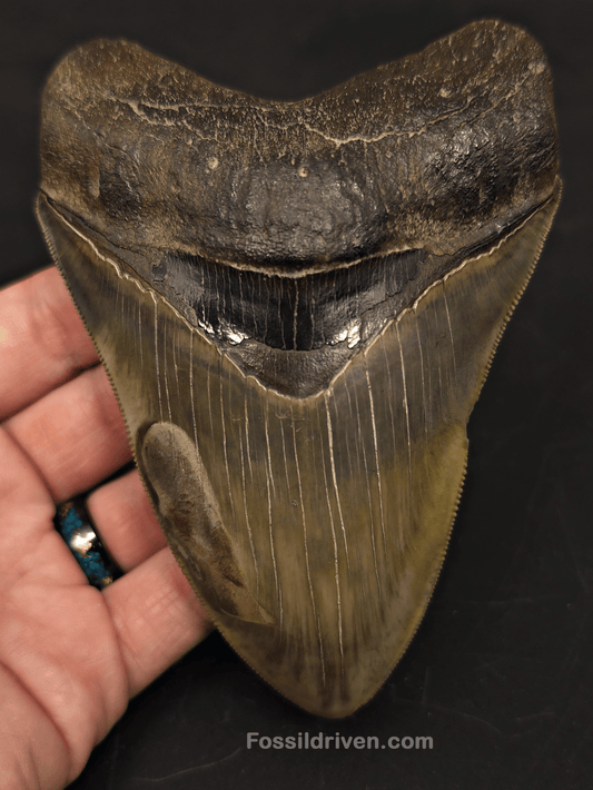 5.21" Georgia Megalodon Tooth - Sharply Serrated - Real Fossil Shark Tooth - Fossil Driven