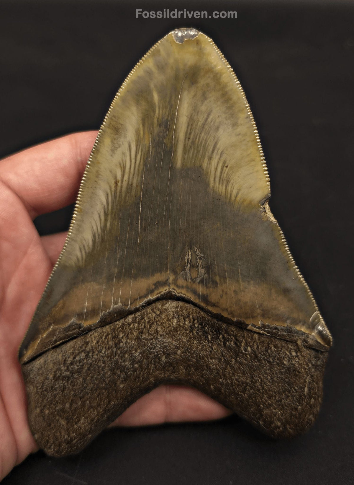 5.21" Georgia Megalodon Tooth - Sharply Serrated - Real Fossil Shark Tooth - Fossil Driven