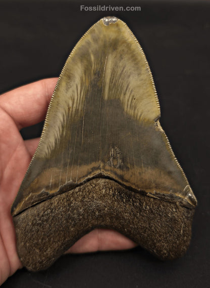 5.21" Georgia Megalodon Tooth - Sharply Serrated - Real Fossil Shark Tooth - Fossil Driven