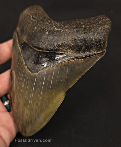 5.21" Georgia Megalodon Tooth - Sharply Serrated - Real Fossil Shark Tooth - Fossil Driven