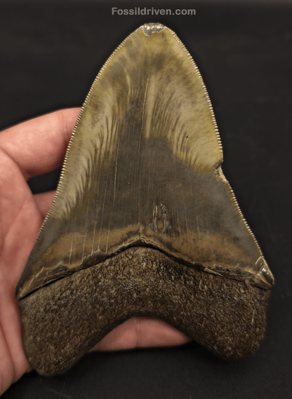 5.21" Georgia Megalodon Tooth - Sharply Serrated - Real Fossil Shark Tooth - Fossil Driven