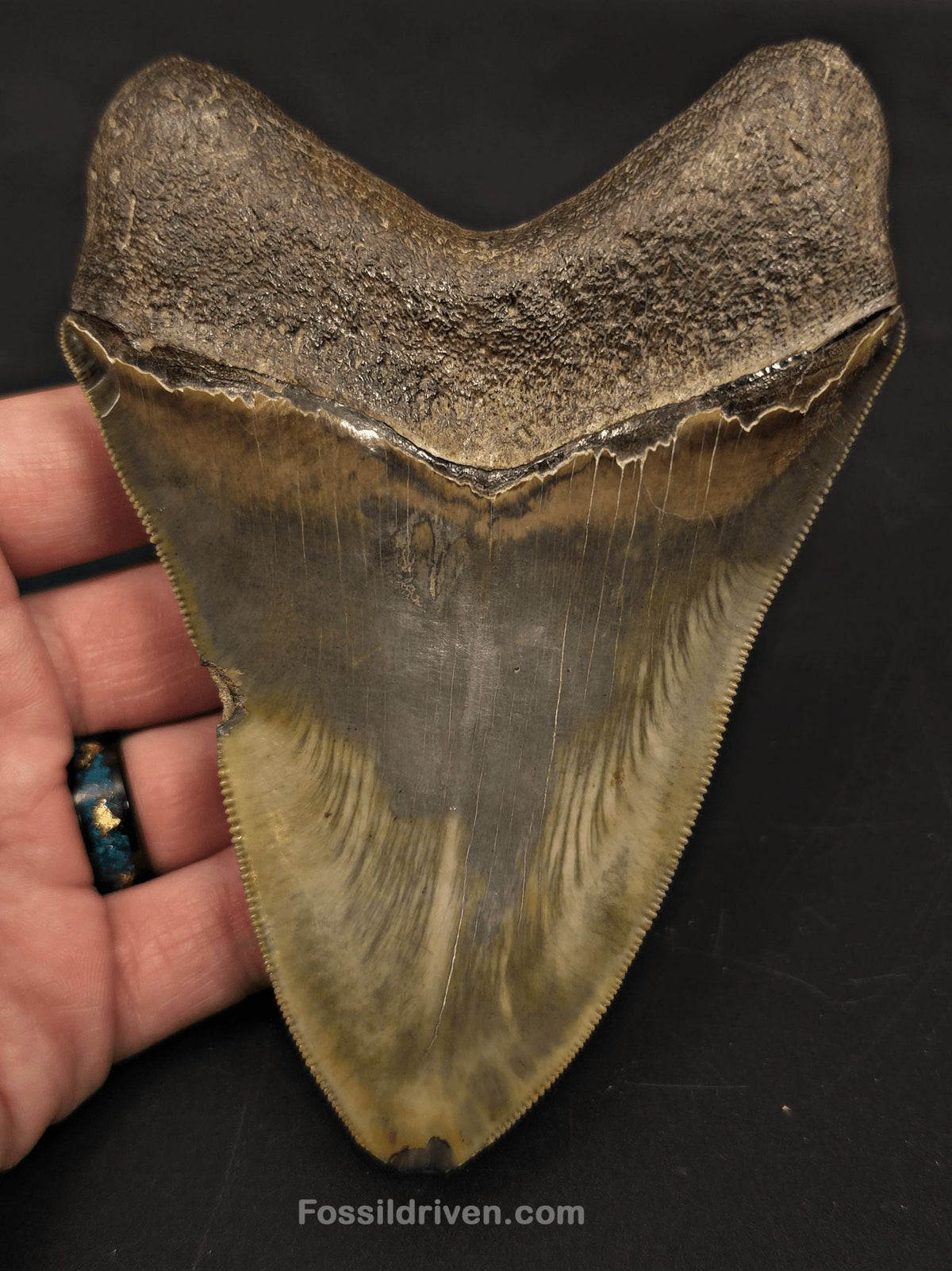 5.21" Georgia Megalodon Tooth - Sharply Serrated - Real Fossil Shark Tooth - Fossil Driven