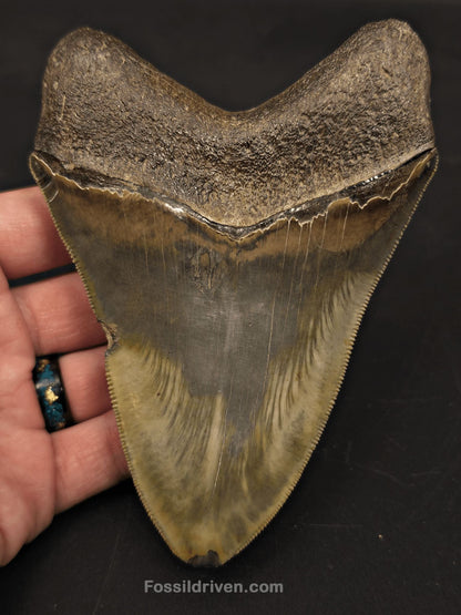 5.21" Georgia Megalodon Tooth - Sharply Serrated - Real Fossil Shark Tooth - Fossil Driven