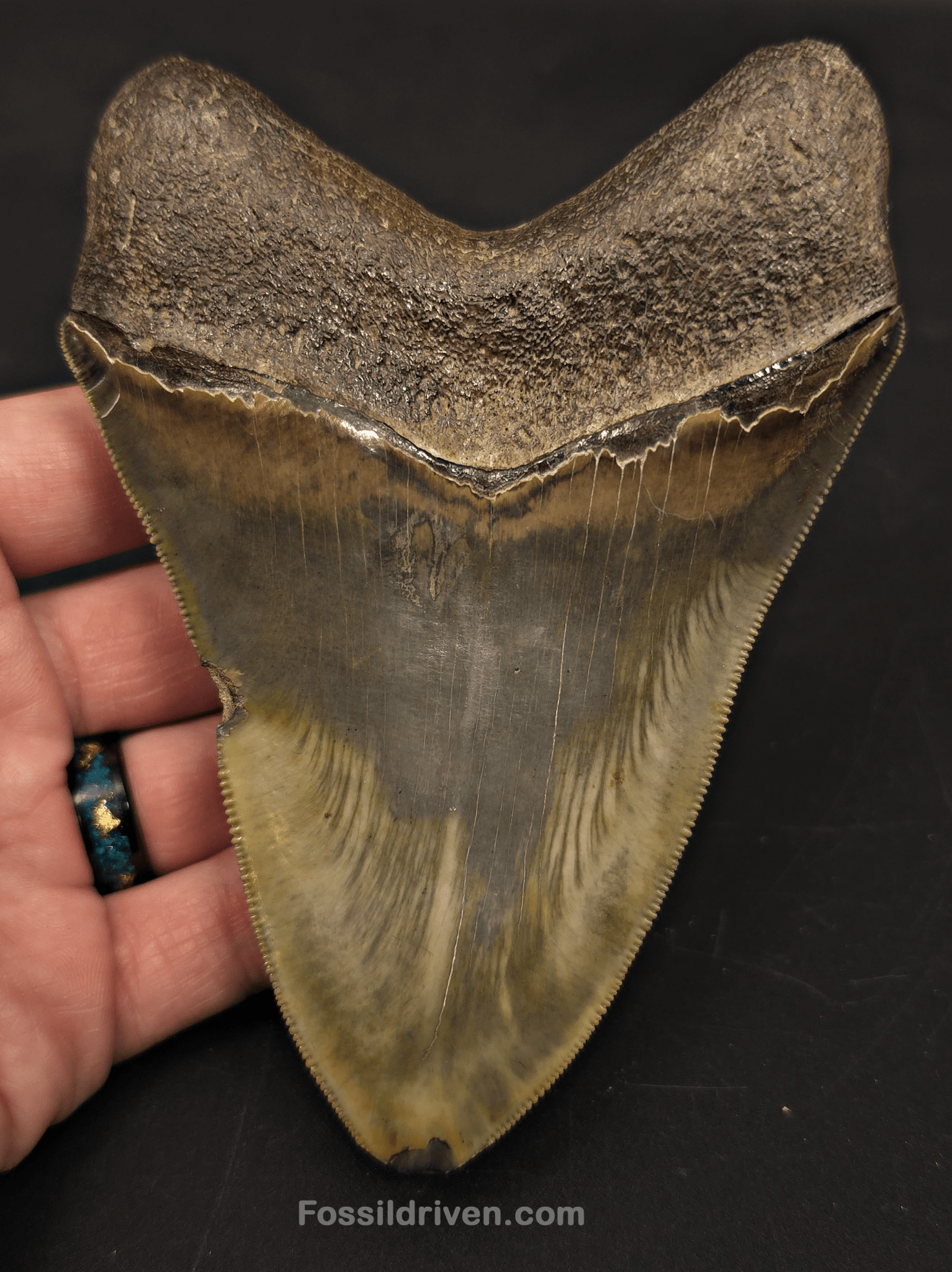 5.21" Georgia Megalodon Tooth - Sharply Serrated - Real Fossil Shark Tooth - Fossil Driven