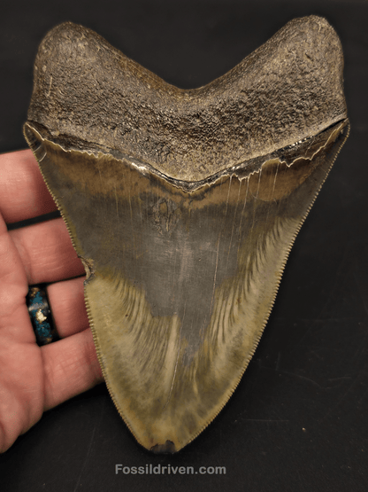5.21" Georgia Megalodon Tooth - Sharply Serrated - Real Fossil Shark Tooth - Fossil Driven