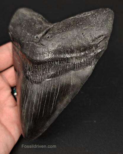 5.21" South Carolina Megalodon Tooth - Complete Specimen - Authentic Fossil Shark Tooth - Fossil Driven