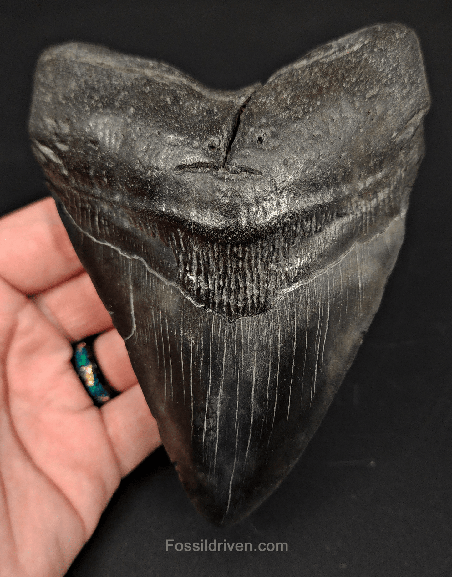 5.21" South Carolina Megalodon Tooth - Complete Specimen - Authentic Fossil Shark Tooth - Fossil Driven