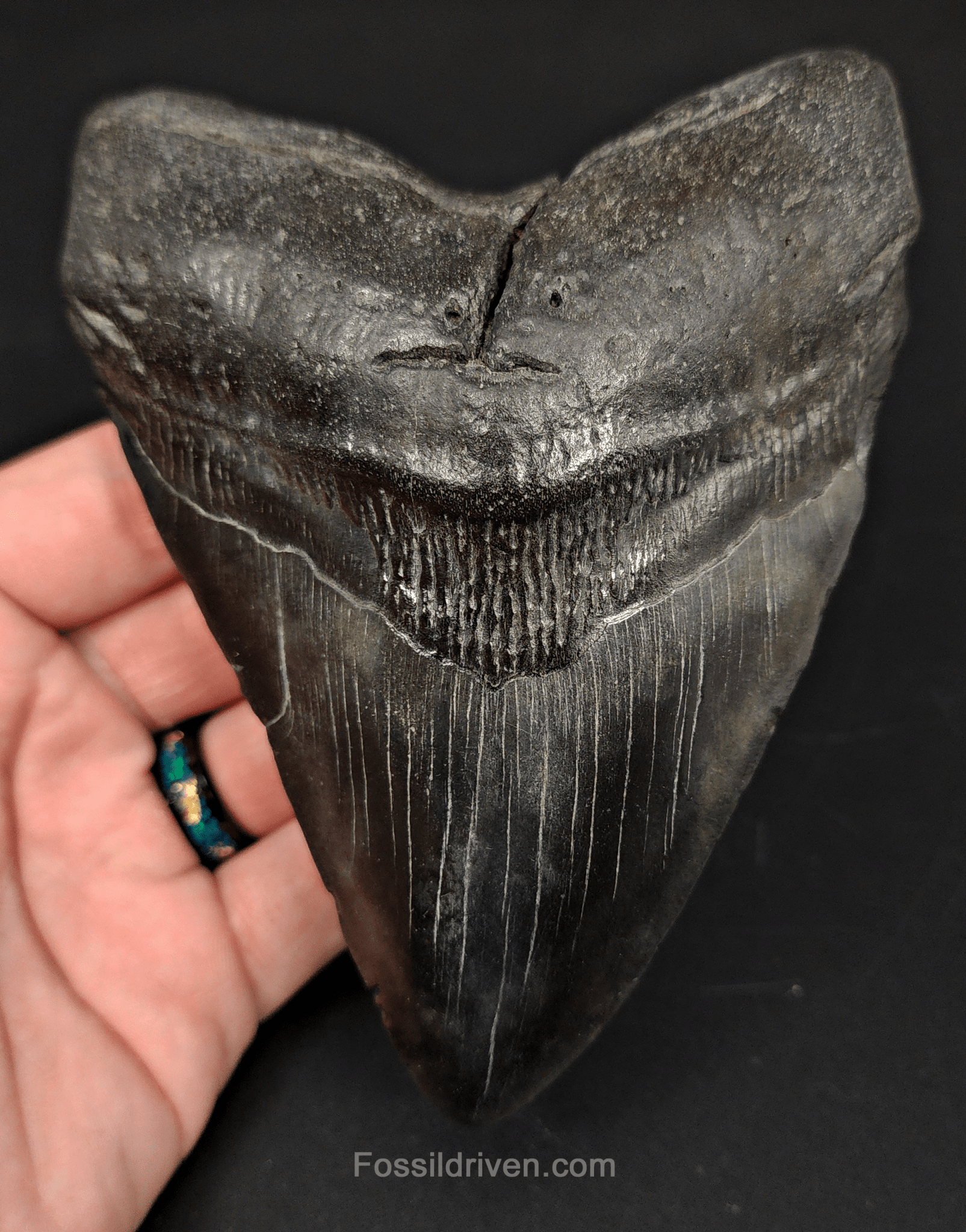 5.21" South Carolina Megalodon Tooth - Complete Specimen - Authentic Fossil Shark Tooth - Fossil Driven