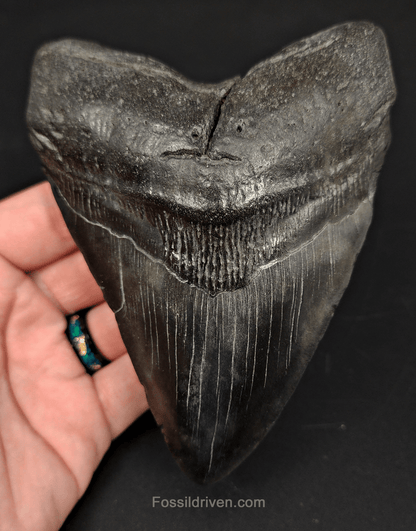 5.21" South Carolina Megalodon Tooth - Complete Specimen - Authentic Fossil Shark Tooth - Fossil Driven