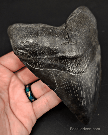 5.21" South Carolina Megalodon Tooth - Complete Specimen - Authentic Fossil Shark Tooth - Fossil Driven