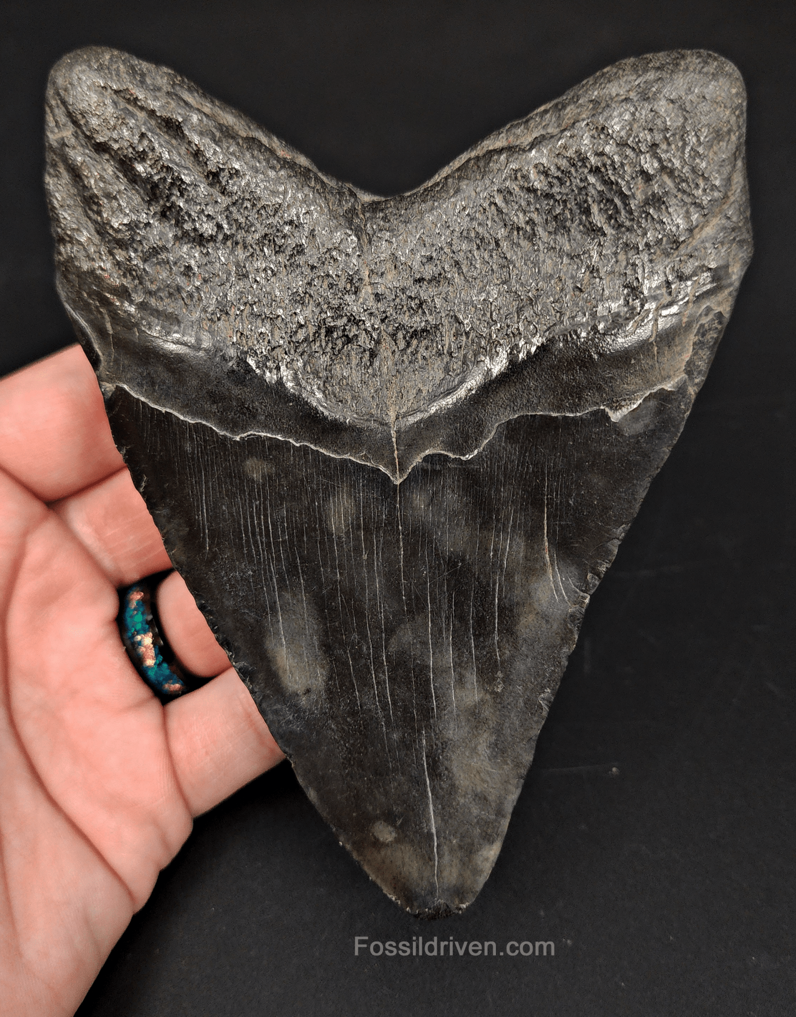 5.21" South Carolina Megalodon Tooth - Complete Specimen - Authentic Fossil Shark Tooth - Fossil Driven