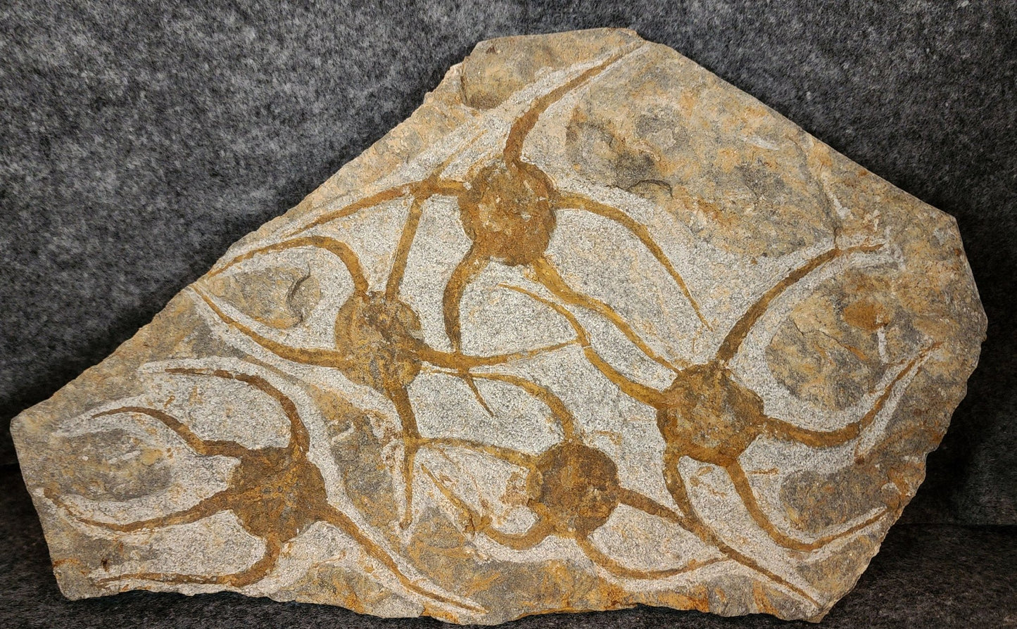 5.25" Fossil Brittle Stars (Set of 5) – Jurassic Echinoderms from Morocco (10.75" Slab) - Fossil Driven