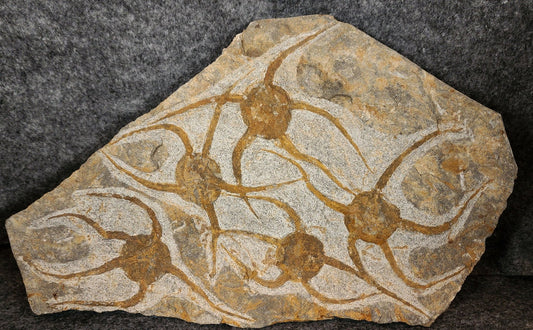 5.25" Fossil Brittle Stars (Set of 5) – Jurassic Echinoderms from Morocco (10.75" Slab) - Fossil Driven