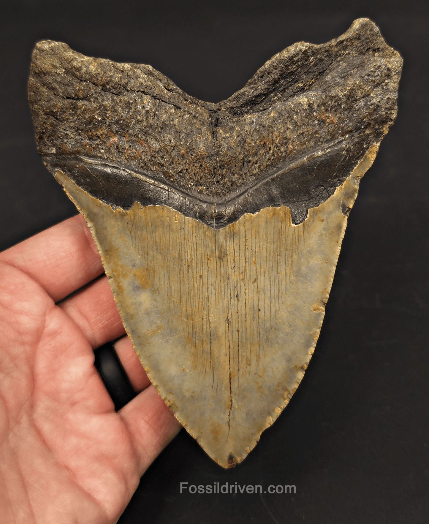 5.30" Fossil Megalodon Tooth - North Carolina | Fossil Driven - Fossil Driven