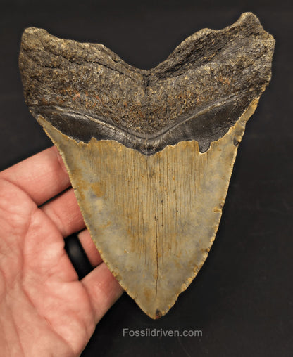 5.30" Fossil Megalodon Tooth - North Carolina | Fossil Driven - Fossil Driven