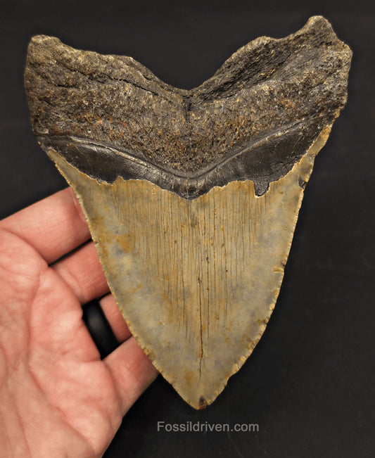 5.30" Fossil Megalodon Tooth - North Carolina | Fossil Driven - Fossil Driven