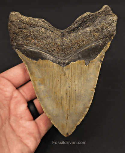 5.30" Fossil Megalodon Tooth - North Carolina | Fossil Driven - Fossil Driven