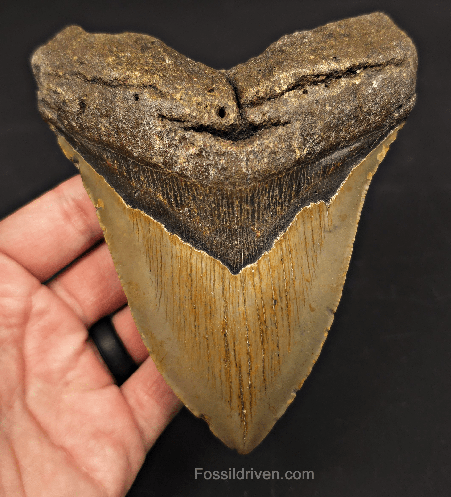 5.30" Fossil Megalodon Tooth - North Carolina | Fossil Driven - Fossil Driven