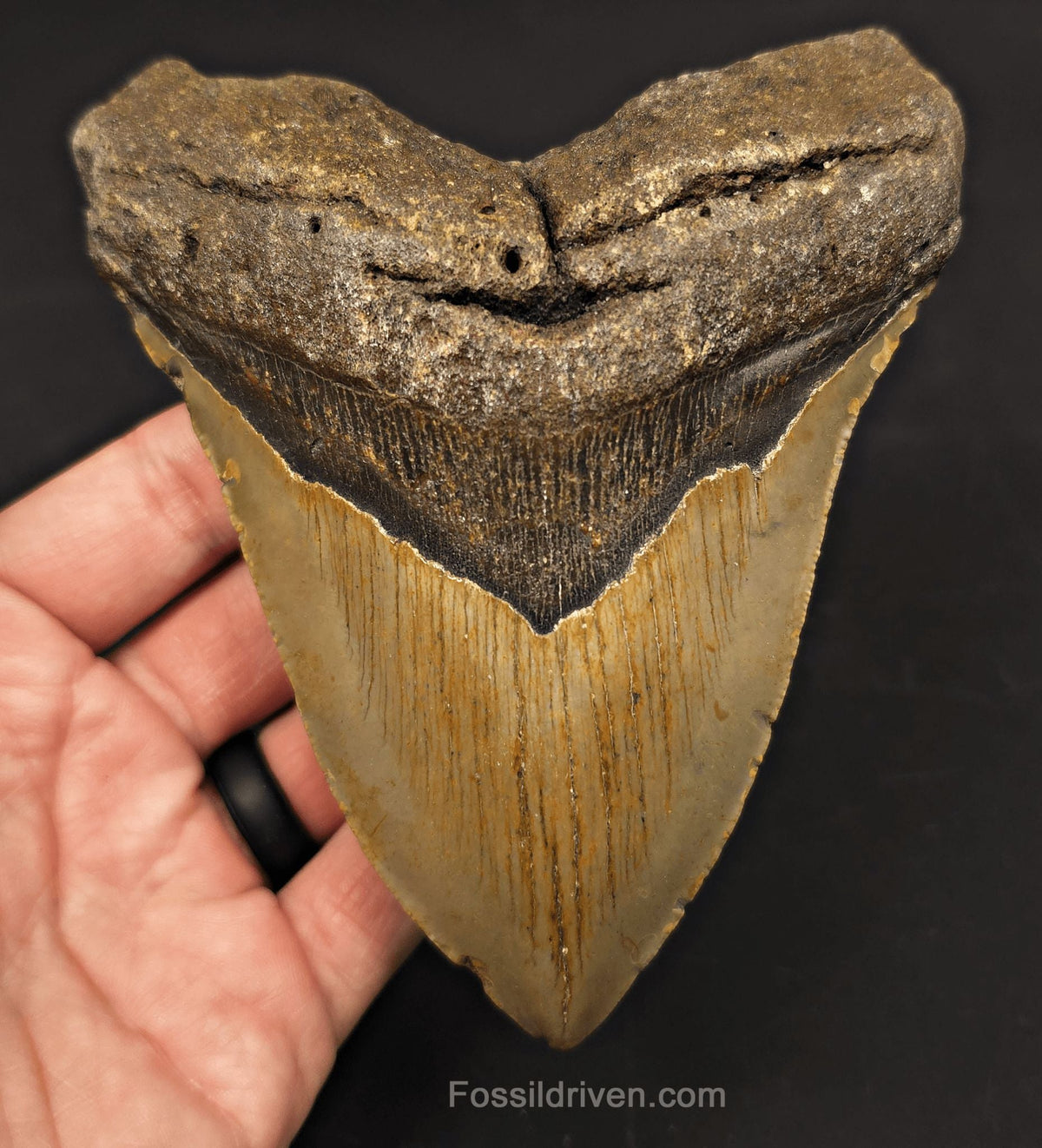 5.30" Fossil Megalodon Tooth - North Carolina | Fossil Driven - Fossil Driven