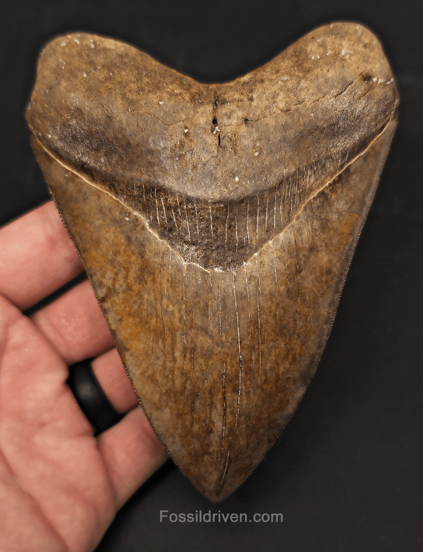 5.30" High - Quality Fossil Megalodon Tooth - St. Mary's River, Georgia | Fossil Driven - Fossil Driven