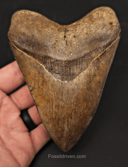 5.30" High - Quality Fossil Megalodon Tooth - St. Mary's River, Georgia | Fossil Driven - Fossil Driven