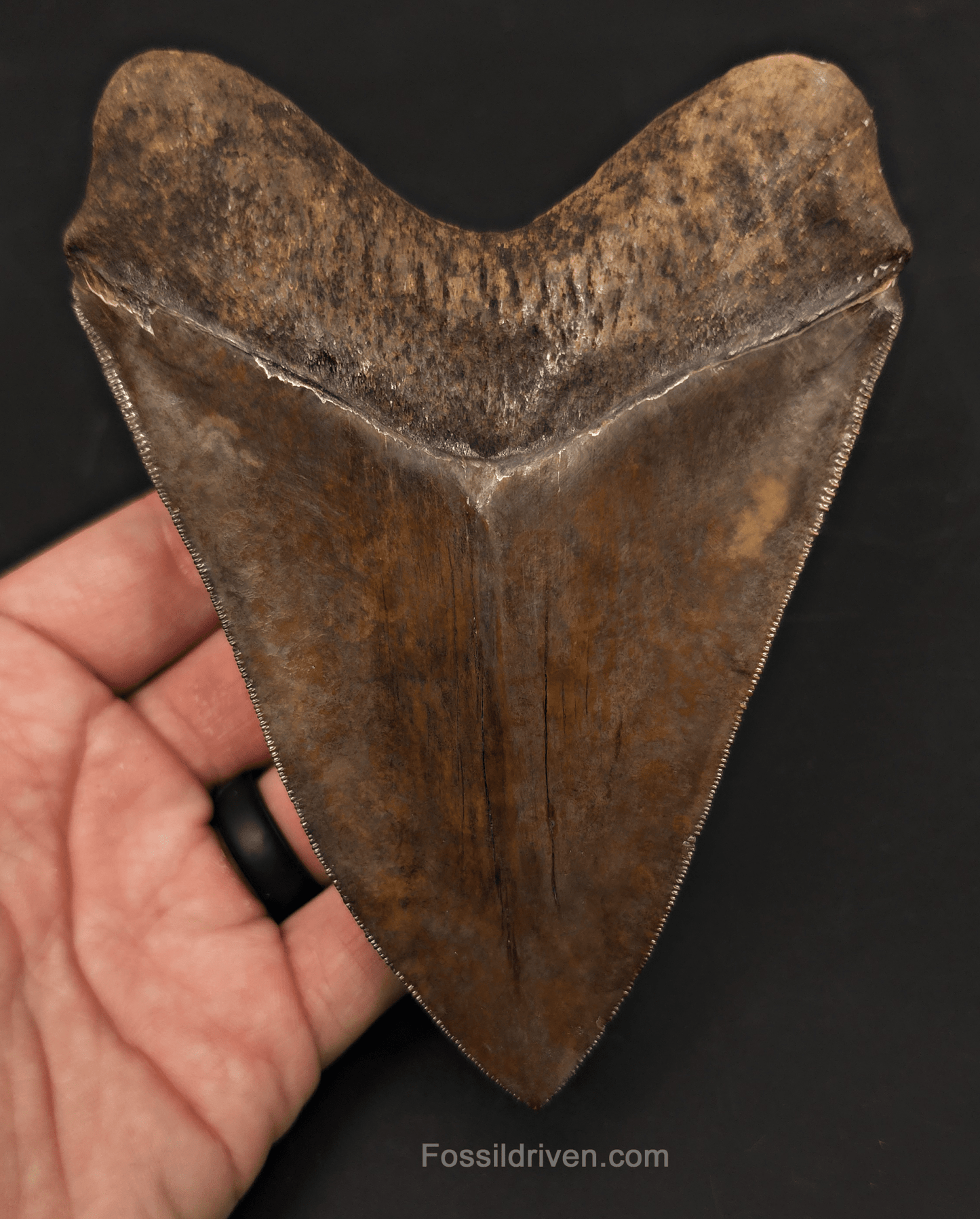 5.30" High - Quality Fossil Megalodon Tooth - St. Mary's River, Georgia | Fossil Driven - Fossil Driven