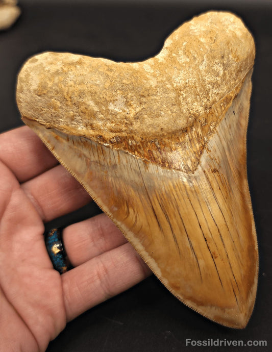 5.32" Collector-Quality Megalodon Tooth - Java, Indonesia | Fossil Driven - Fossil Driven