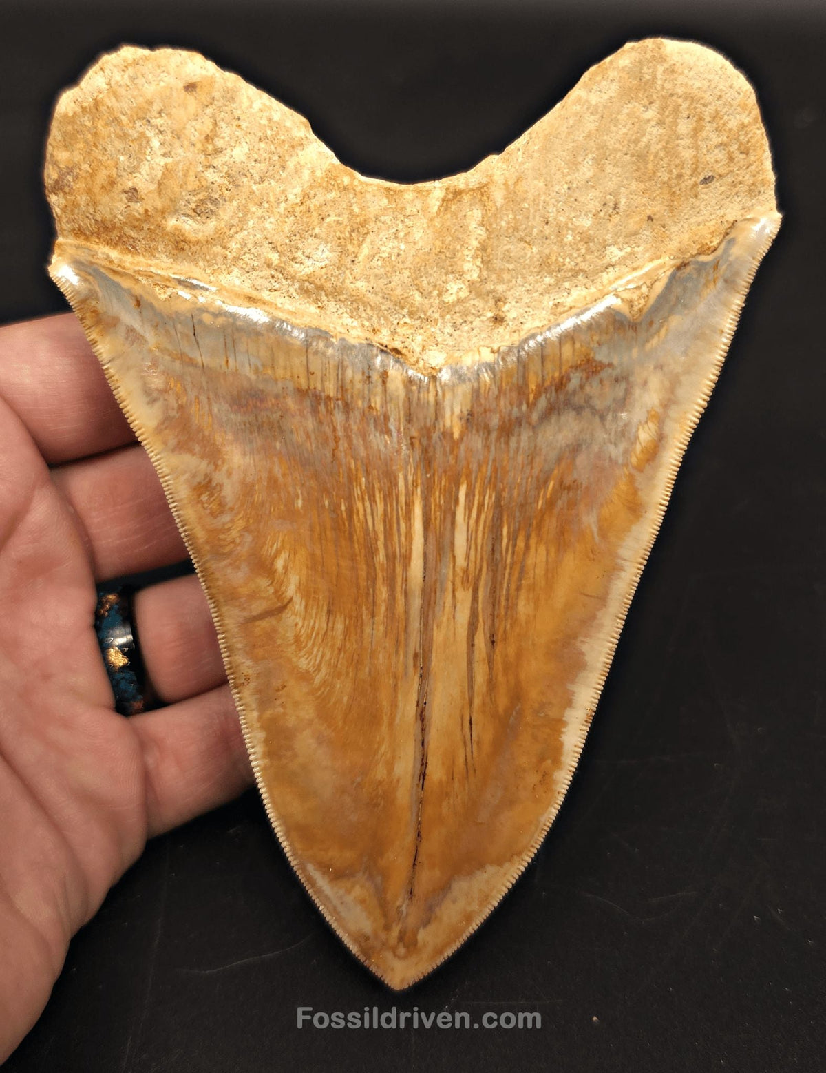5.32" Collector-Quality Megalodon Tooth - Java, Indonesia | Fossil Driven - Fossil Driven