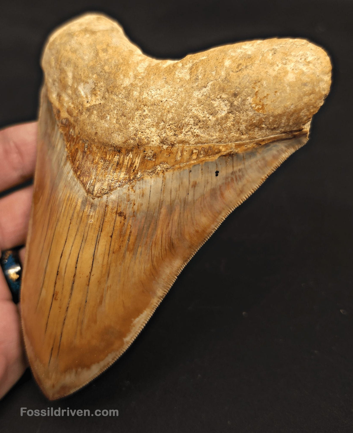 5.32" Collector-Quality Megalodon Tooth - Java, Indonesia | Fossil Driven - Fossil Driven