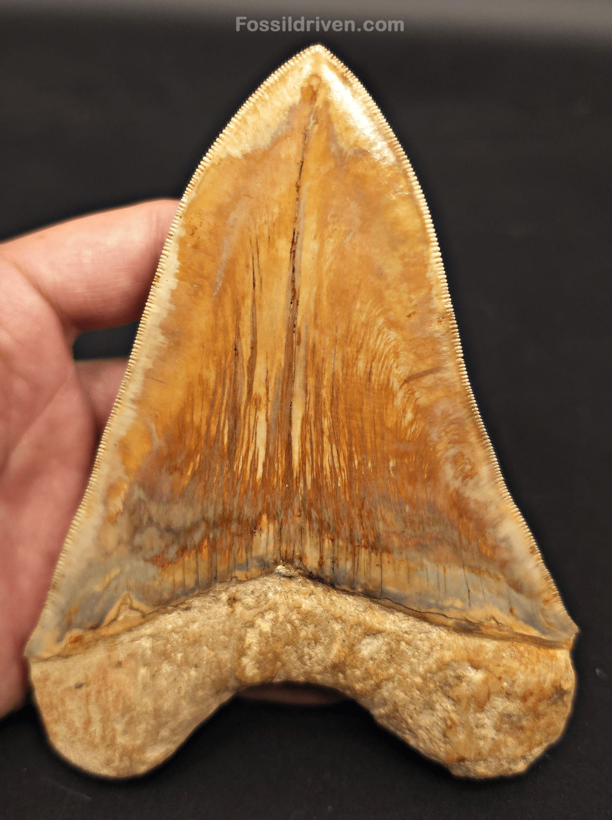 5.32" Collector-Quality Megalodon Tooth - Java, Indonesia | Fossil Driven - Fossil Driven