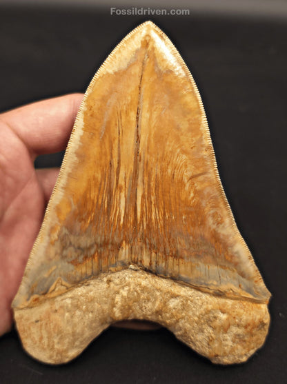5.32" Collector-Quality Megalodon Tooth - Java, Indonesia | Fossil Driven - Fossil Driven