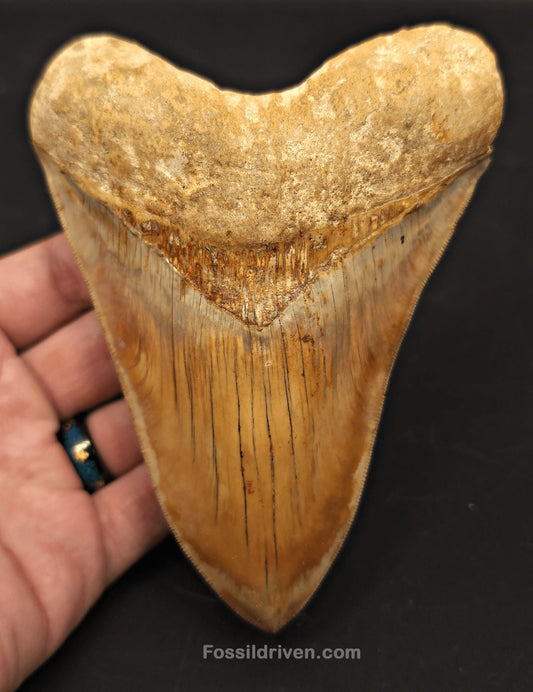5.32" Collector-Quality Megalodon Tooth - Java, Indonesia | Fossil Driven - Fossil Driven