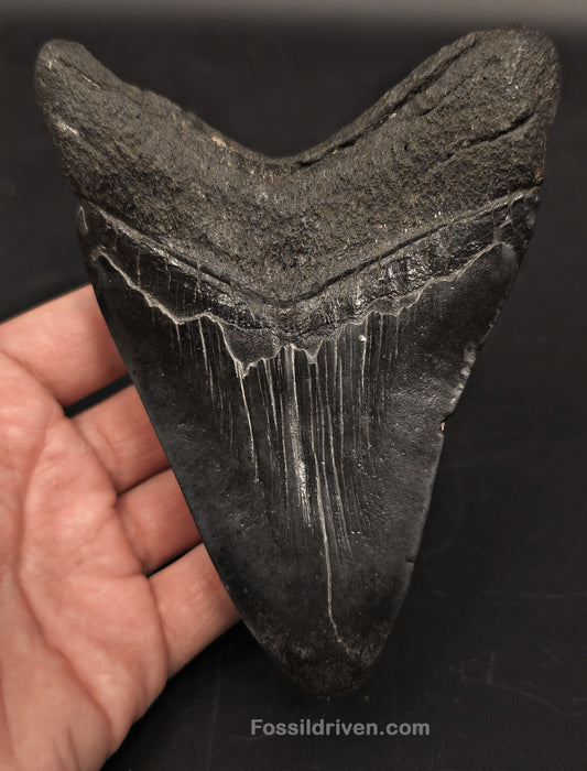 5.32" Fossil Megalodon Tooth - Beaufort, South Carolina | Fossil Driven - Fossil Driven